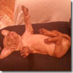 OLIVER DORME